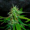 купить семена конопли феминизированные Auto Jack Herer feminised купить семена конопли феминизированные Auto Jack Herer feminised