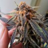 купить качественные семена конопли Auto Jack Herer feminised купить качественные семена конопли Auto Jack Herer feminised