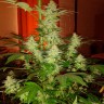 купить автоцветущие семена конопли Auto Jack Herer feminised купить автоцветущие семена конопли Auto Jack Herer feminised