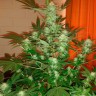 заказать качественные семена конопли Auto Jack Herer feminised заказать качественные семена конопли Auto Jack Herer feminised