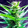 купить семена конопли Auto Jack Herer feminised купить семена конопли Auto Jack Herer feminised