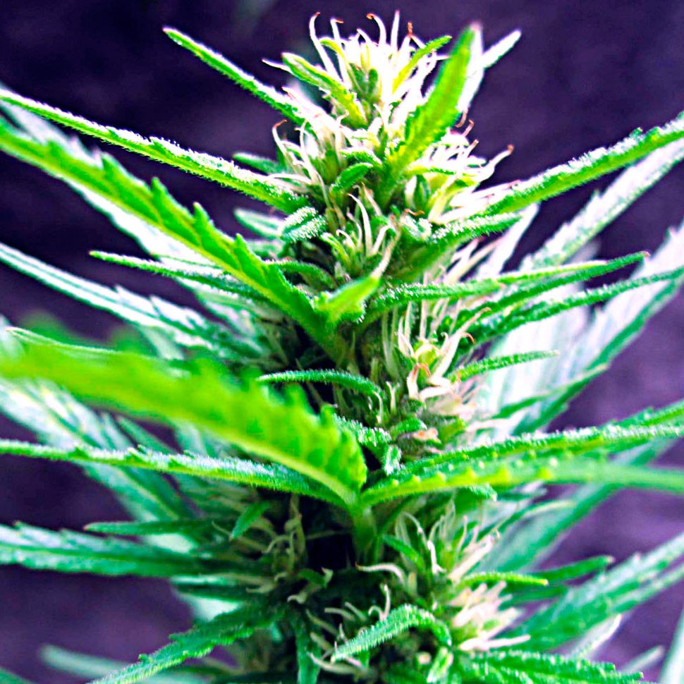 купить семена конопли Auto Jack Herer feminised купить семена конопли Auto Jack Herer feminised