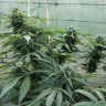 заказать семена конопли Auto Jack Herer feminised заказать семена конопли Auto Jack Herer feminised