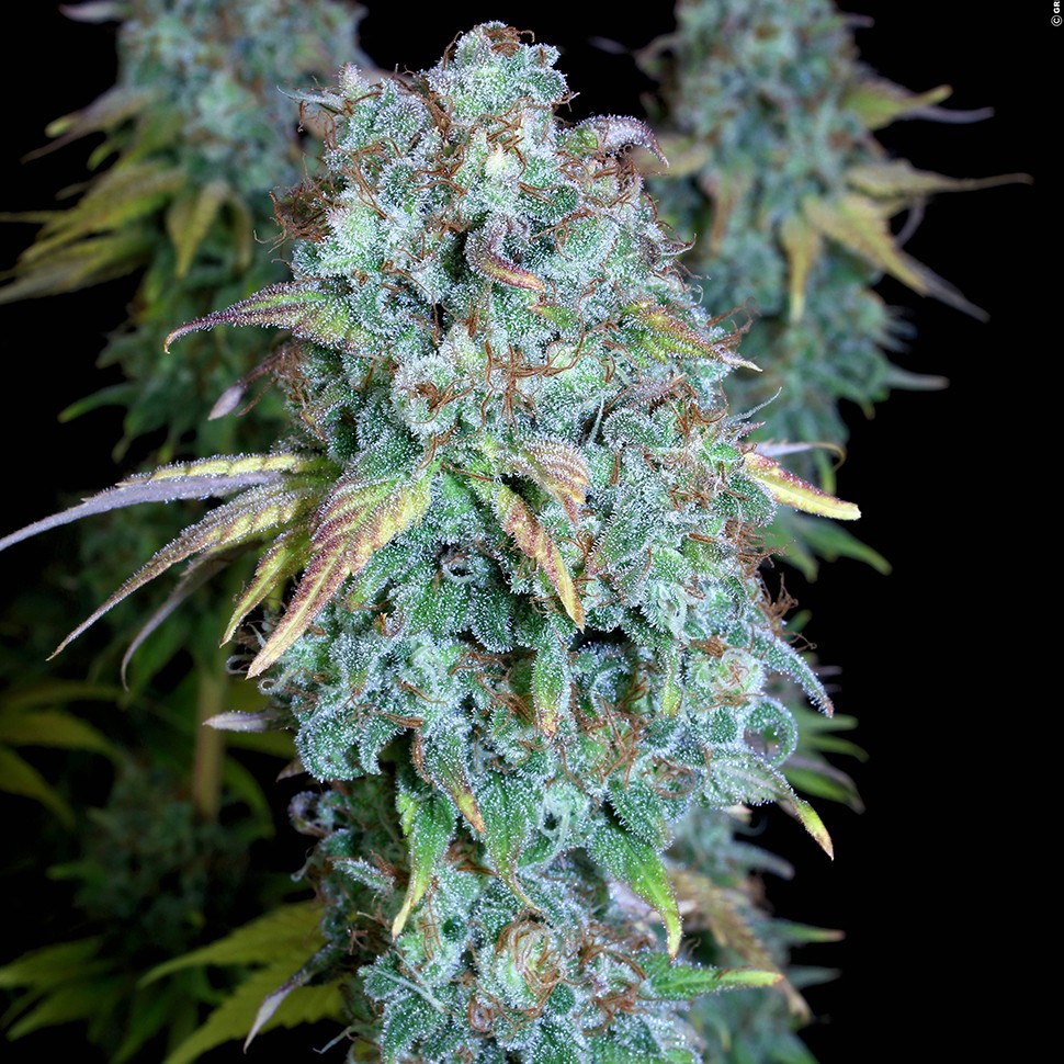 Семена марихуаны  Magic Bud regular Ganja Seeds