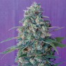 заказ семян конопли Алма-Ата Magic Bud reg заказ семян конопли Алма-Ата Magic Bud reg