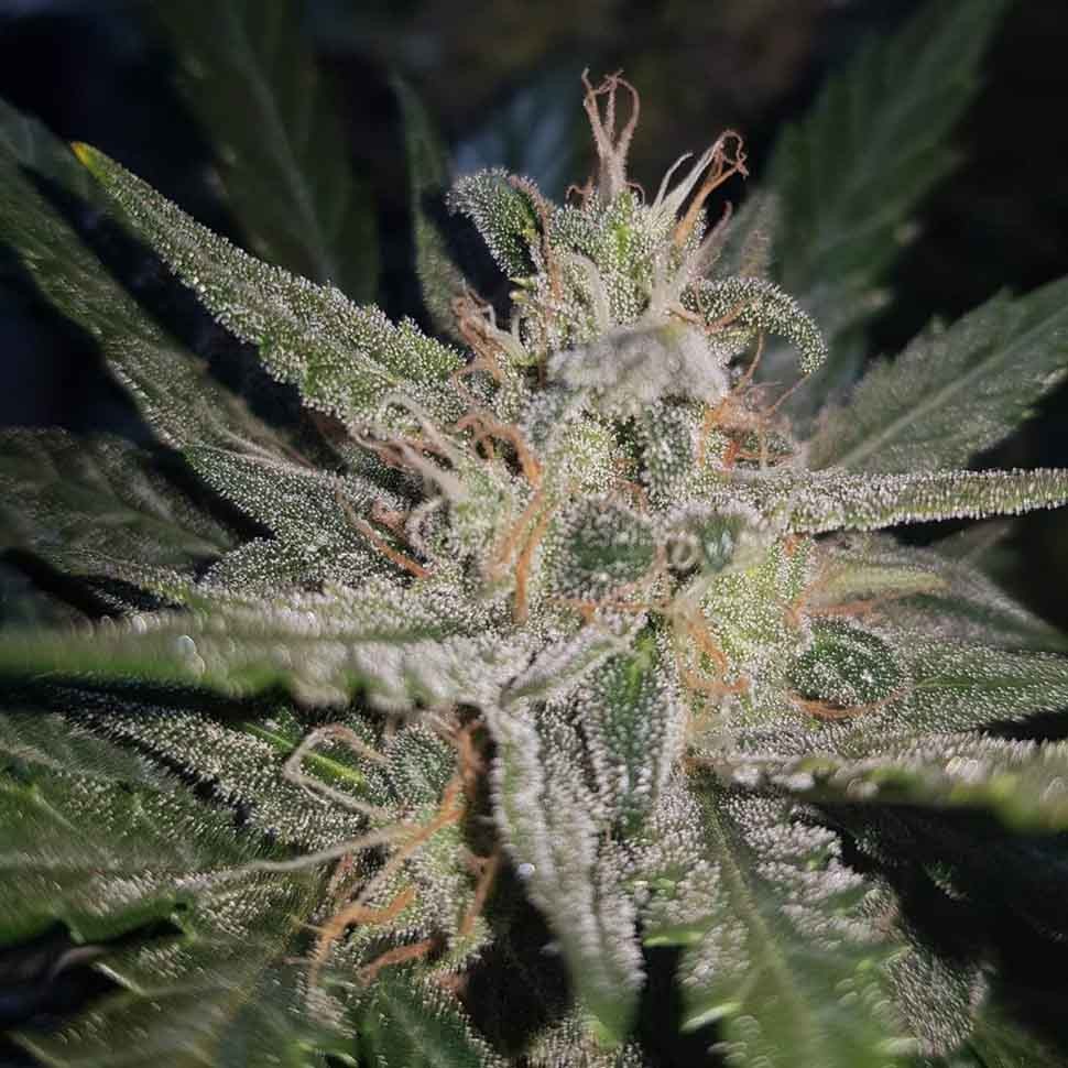 Семена  Blue Cheese regular Ganja Seeds