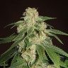 купить семена конопли недорого Jack Herer feminised купить семена конопли недорого Jack Herer feminised
