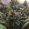 купить семена конопли в оригинальных упаковках Jack Herer feminised купить семена конопли в оригинальных упаковках Jack Herer feminised