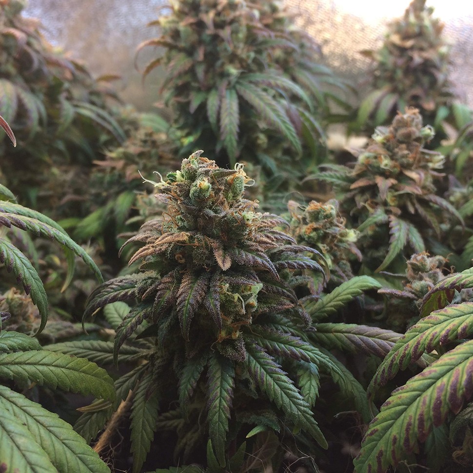 купить семена конопли в оригинальных упаковках Jack Herer feminised купить семена конопли в оригинальных упаковках Jack Herer feminised