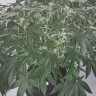 семена конопли Auto X.Treme feminised Ganja Seeds семена конопли Auto X.Treme feminised Ganja Seeds