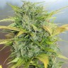 Семена конопли  Auto Royal Kush feminised Ganja Seeds Семена конопли  Auto Royal Kush feminised Ganja Seeds