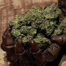Cheese Berries feminised Ganja Seeds Cheese Berries feminised Ganja Seeds