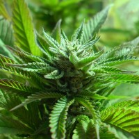 The Doctor feminised Ganja Seeds