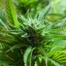 Семена ганжа  The Doctor feminised Ganja Seeds Семена ганжа  The Doctor feminised Ganja Seeds