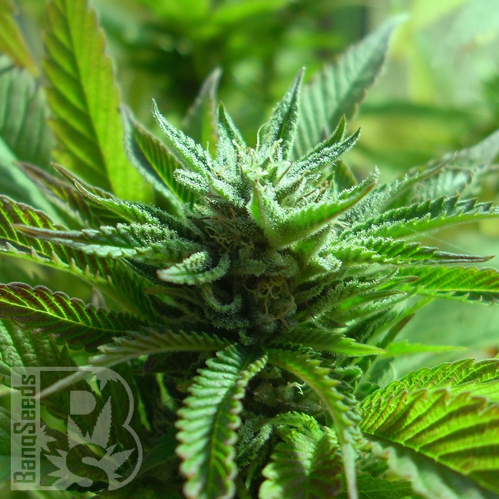Семена ганжа  The Doctor feminised Ganja Seeds