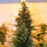 Семена ганжа  The Doctor feminised Ganja Seeds Семена ганжа  The Doctor feminised Ganja Seeds