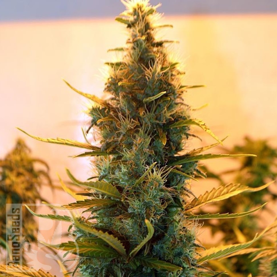 Семена ганжа  The Doctor feminised Ganja Seeds Семена ганжа  The Doctor feminised Ganja Seeds
