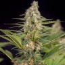 Семена ганжа  The Doctor feminised Ganja Seeds Семена ганжа  The Doctor feminised Ganja Seeds