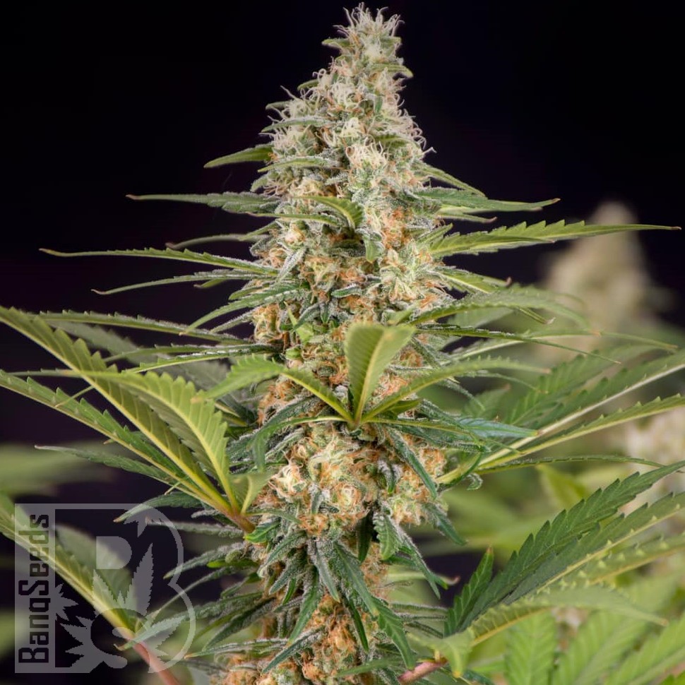 Семена ганжа  The Doctor feminised Ganja Seeds Семена ганжа  The Doctor feminised Ganja Seeds
