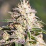 Семена ганжа  The Doctor feminised Ganja Seeds Семена ганжа  The Doctor feminised Ganja Seeds