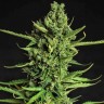 Семена ганжа  The Doctor feminised Ganja Seeds Семена ганжа  The Doctor feminised Ganja Seeds