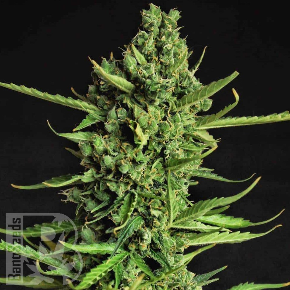 Семена ганжа  The Doctor feminised Ganja Seeds Семена ганжа  The Doctor feminised Ganja Seeds