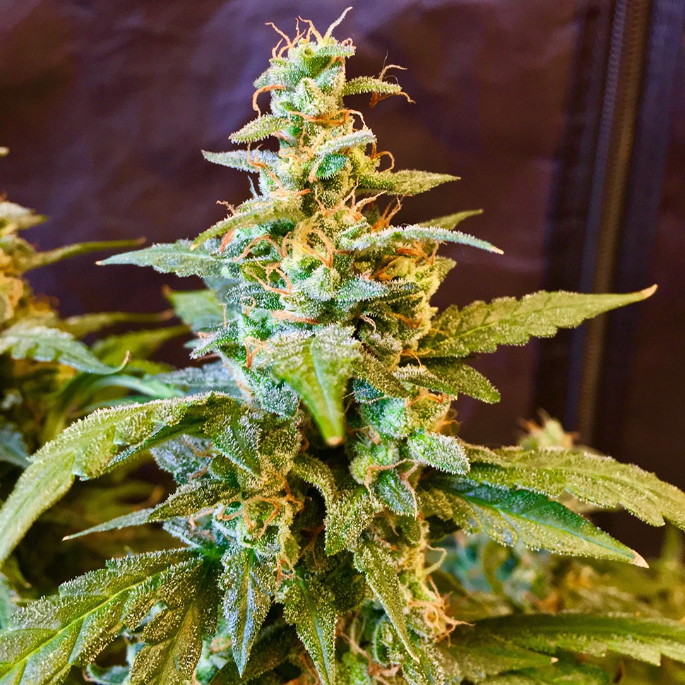 Семена марихуаны  Auto Jack regular Ganja Seeds