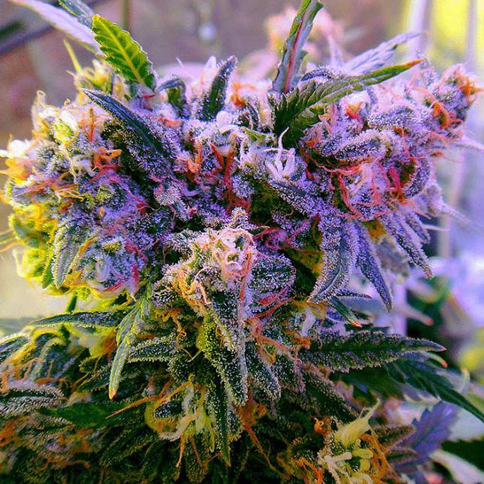 Семена  Galaxy regular Ganja Seeds