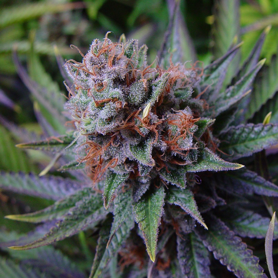 Семена конопли  Blueberry feminised Ganja Seeds