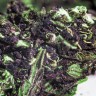 семена каннабиса Blueberry feminised Ganja Seeds семена каннабиса Blueberry feminised Ganja Seeds
