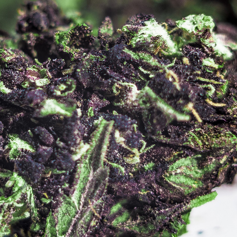 семена каннабиса Blueberry feminised Ganja Seeds семена каннабиса Blueberry feminised Ganja Seeds
