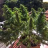 семена марихуаны Blueberry feminised Ganja Seeds семена марихуаны Blueberry feminised Ganja Seeds
