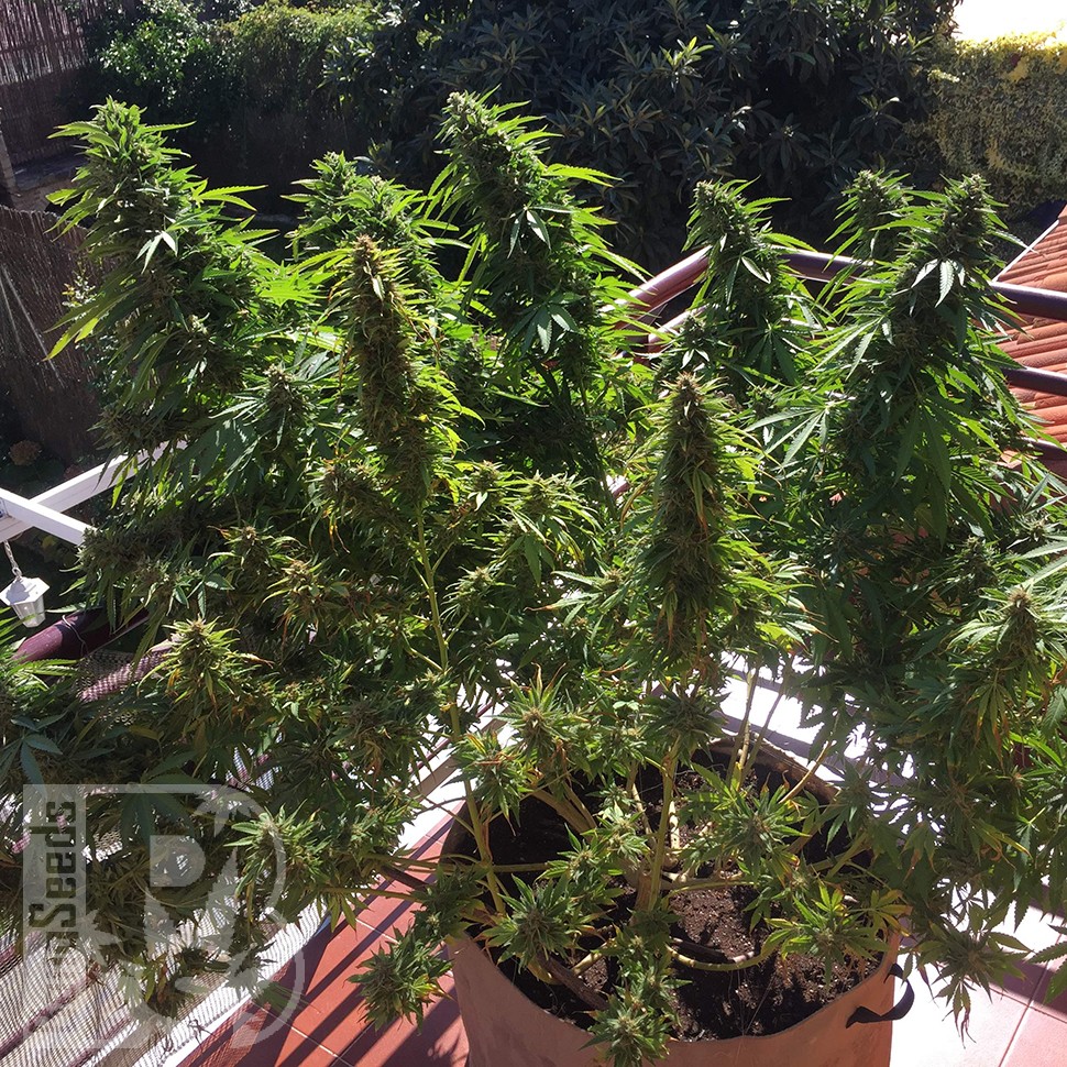 семена марихуаны Blueberry feminised Ganja Seeds семена марихуаны Blueberry feminised Ganja Seeds