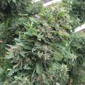 купить семена Blueberry feminised Ganja Seeds купить семена Blueberry feminised Ganja Seeds