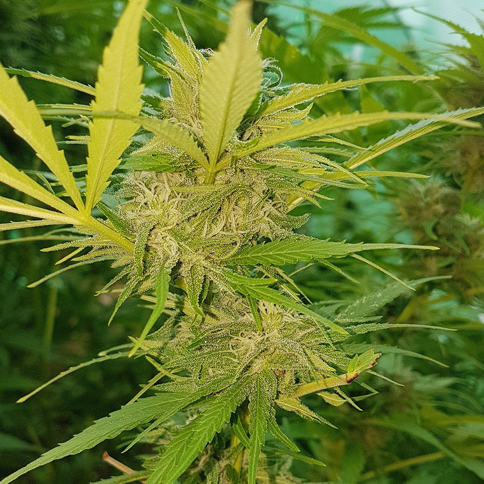 семена конопли Blueberry feminised Ganja Seeds семена конопли Blueberry feminised Ganja Seeds