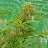 семена каннабиса Blueberry feminised Ganja Seeds семена каннабиса Blueberry feminised Ganja Seeds