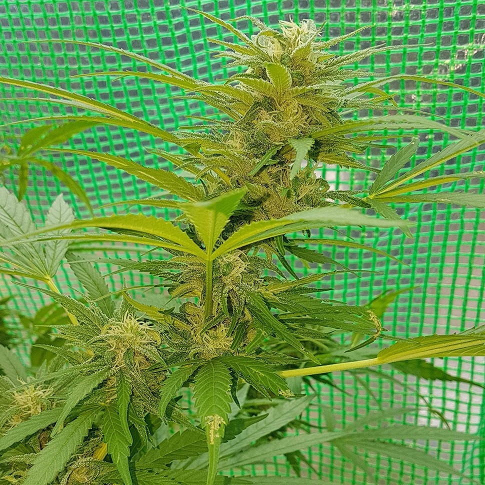 семена каннабиса Blueberry feminised Ganja Seeds семена каннабиса Blueberry feminised Ganja Seeds