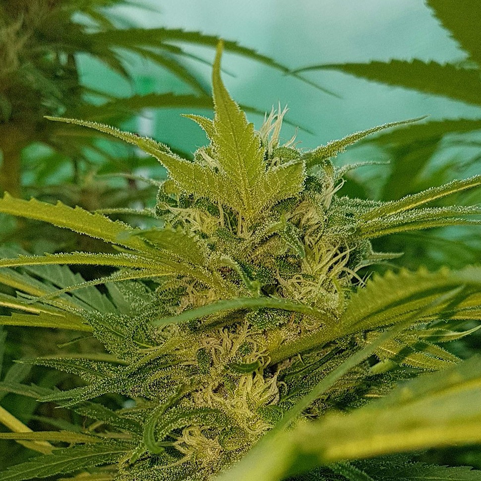 качественные семена конопли Blueberry feminised Ganja Seeds качественные семена конопли Blueberry feminised Ganja Seeds