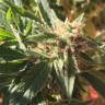 семена марихуаны Blueberry feminised Ganja Seeds семена марихуаны Blueberry feminised Ganja Seeds