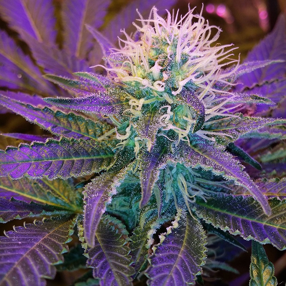 семена конопли в Казахстане Blueberry feminised Ganja Seeds семена конопли в Казахстане Blueberry feminised Ganja Seeds