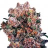 семена каннабиса Blueberry feminised Ganja Seeds семена каннабиса Blueberry feminised Ganja Seeds