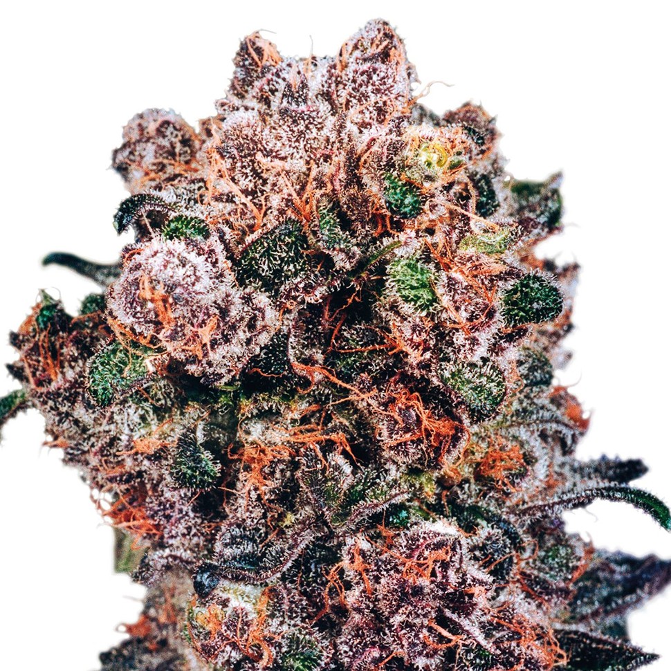 семена каннабиса Blueberry feminised Ganja Seeds семена каннабиса Blueberry feminised Ganja Seeds