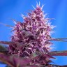 качественные семена конопли Blueberry feminised Ganja Seeds качественные семена конопли Blueberry feminised Ganja Seeds