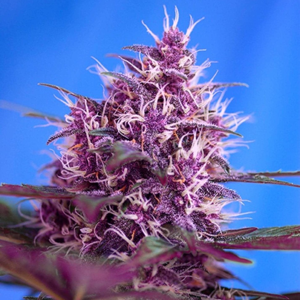 качественные семена конопли Blueberry feminised Ganja Seeds качественные семена конопли Blueberry feminised Ganja Seeds