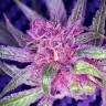 семена каннабиса Blueberry feminised Ganja Seeds семена каннабиса Blueberry feminised Ganja Seeds