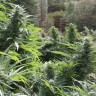 Семена  The Ultimate feminised Ganja Seeds Семена  The Ultimate feminised Ganja Seeds