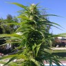 купить семена конопли в Украине Auto Super Bud feminised купить семена конопли в Украине Auto Super Bud feminised