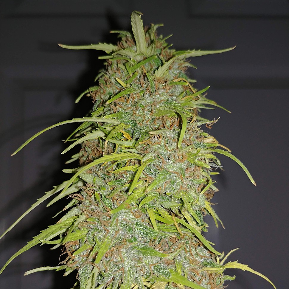 купить семена конопли недорого Auto Super Bud feminised купить семена конопли недорого Auto Super Bud feminised