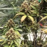купить семена конопли в оригинальных упаковках Auto Super Bud feminised купить семена конопли в оригинальных упаковках Auto Super Bud feminised