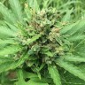 купить урожайные семена конопли Auto Super Bud feminised купить урожайные семена конопли Auto Super Bud feminised